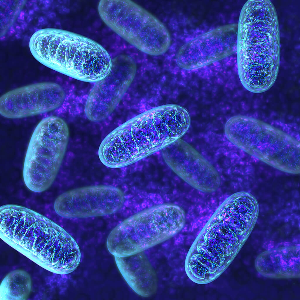 Invecchiamento cellulare — uno degli otto sistemi di invecchiamento analizzati da BASIL